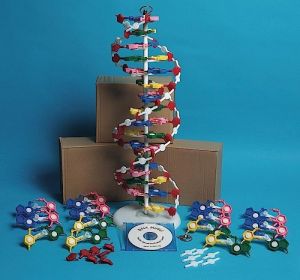 DNA MODEL (ONE MODEL, UNASSEMBLED)